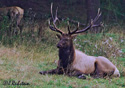 Cervus elaphus roosevelti Merriam